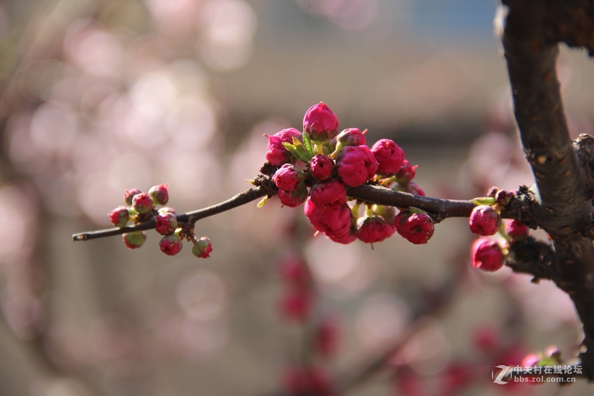#又是一年春好处#春日十里桃花