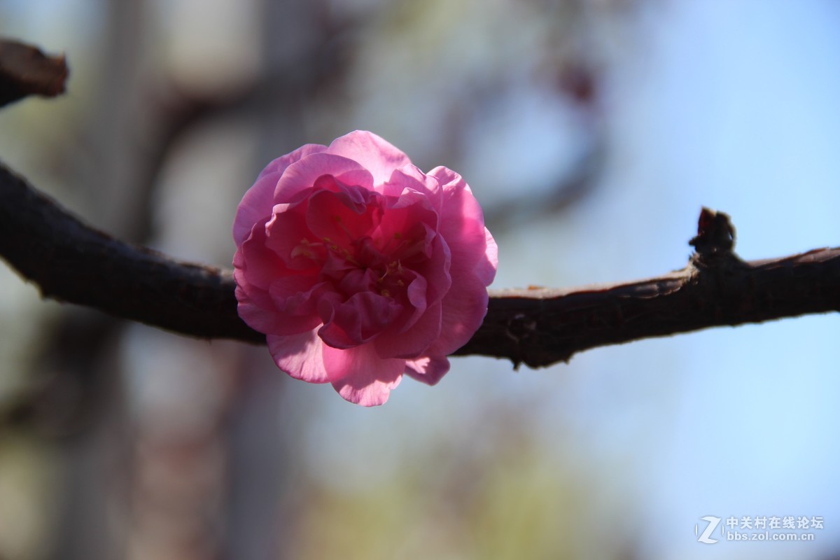 #又是一年春好处#春日十里桃花