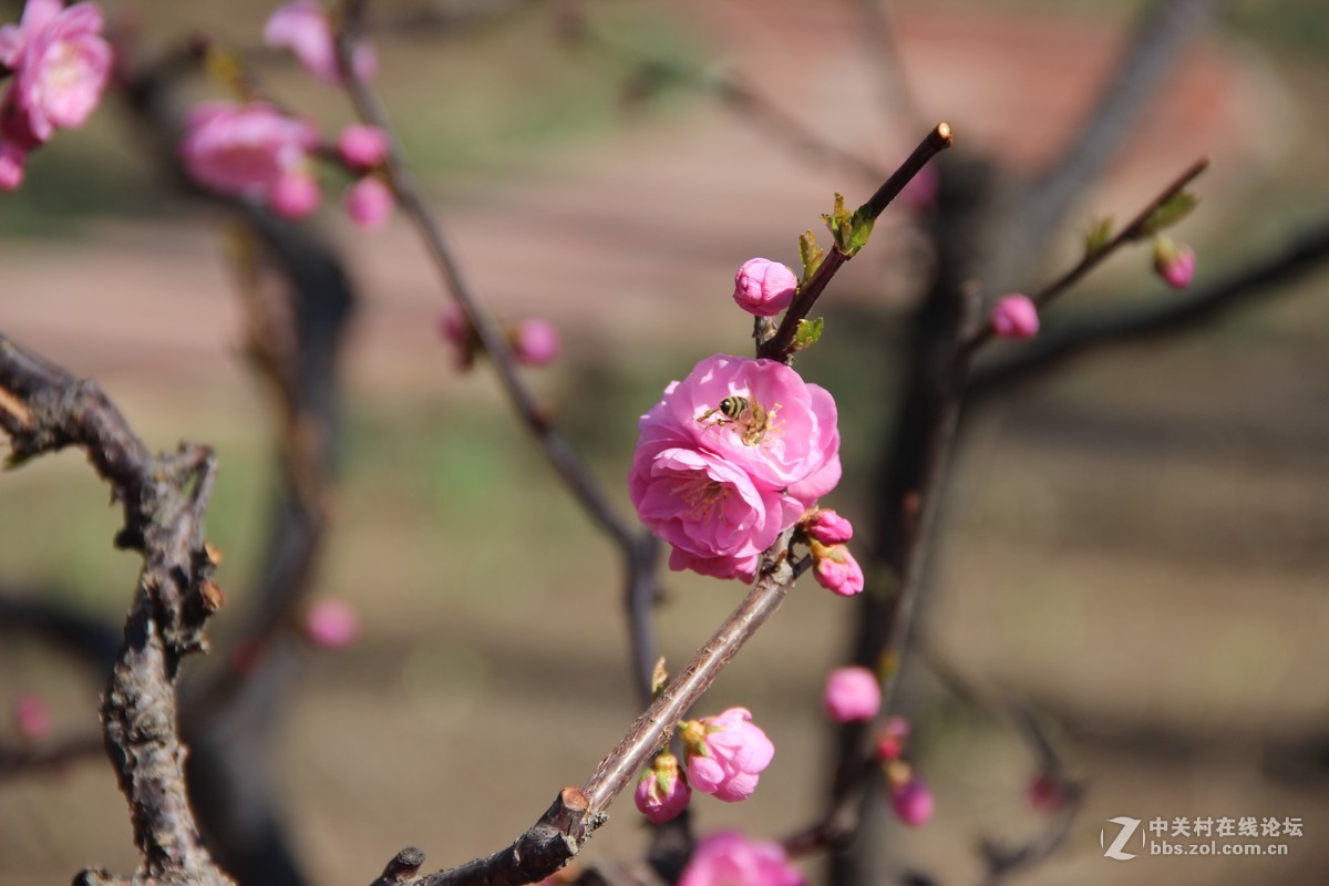 #又是一年春好处#春日十里桃花
