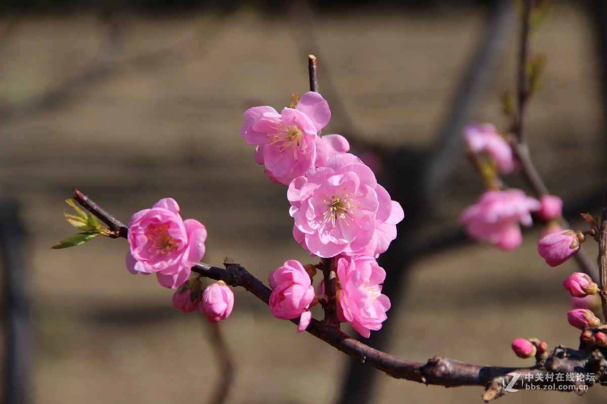 #又是一年春好处#春日十里桃花
