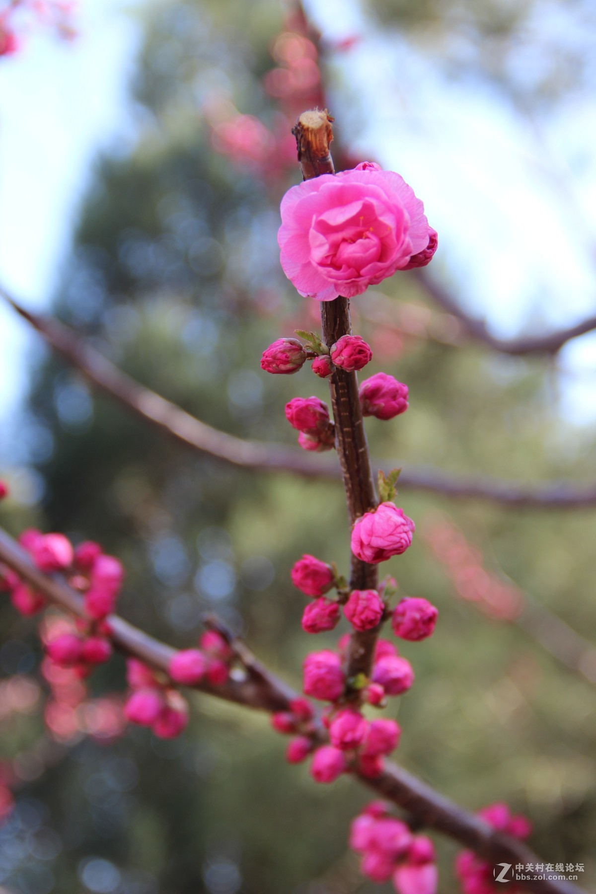 #又是一年春好处#春日十里桃花