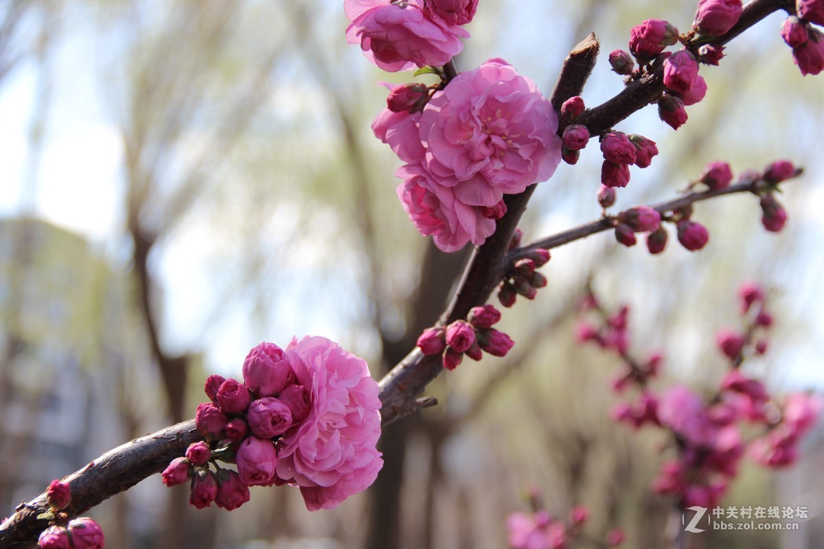 #又是一年春好处#春日十里桃花