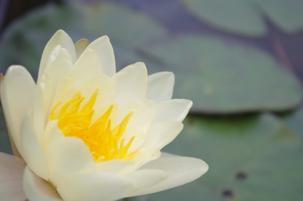 一組蓮花