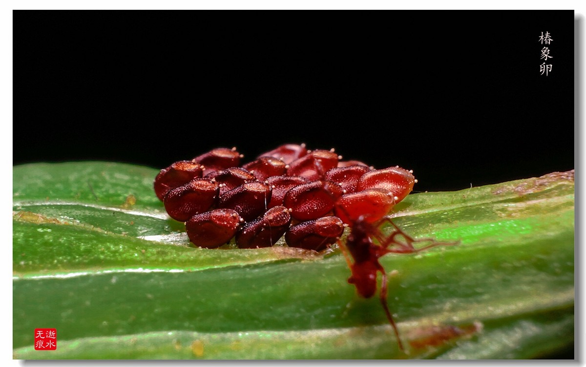 瓢虫卵幼虫椿象卵椿象