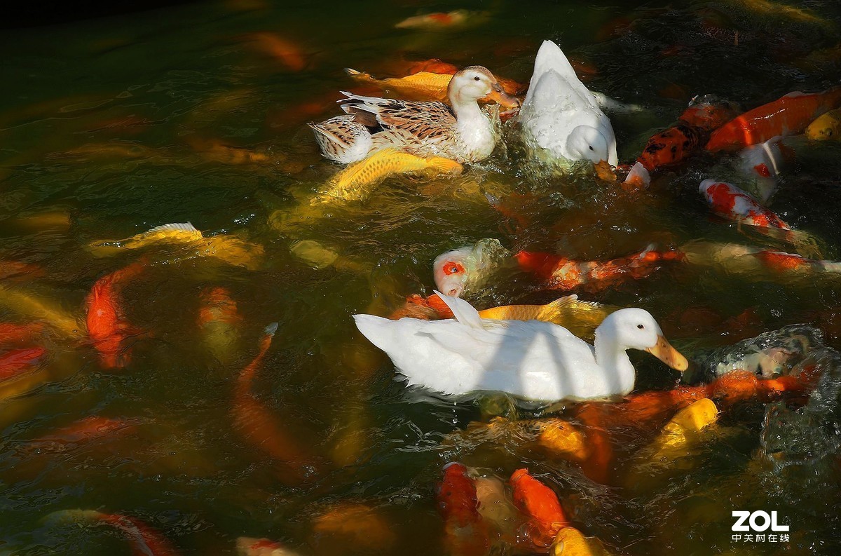 紫马嶺公园——鸭鱼和谐