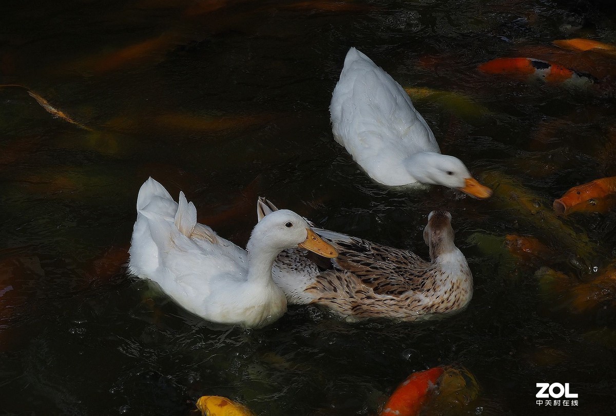 紫马嶺公园——鸭鱼和谐