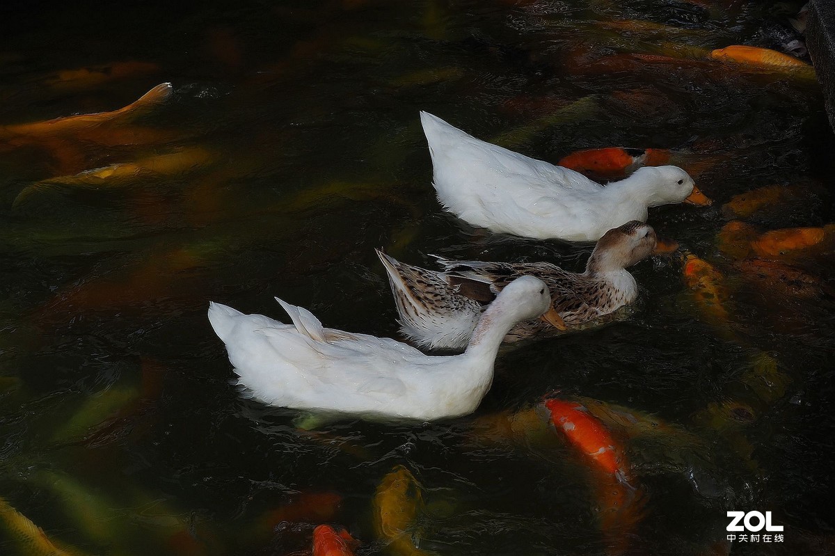 紫马嶺公园——鸭鱼和谐