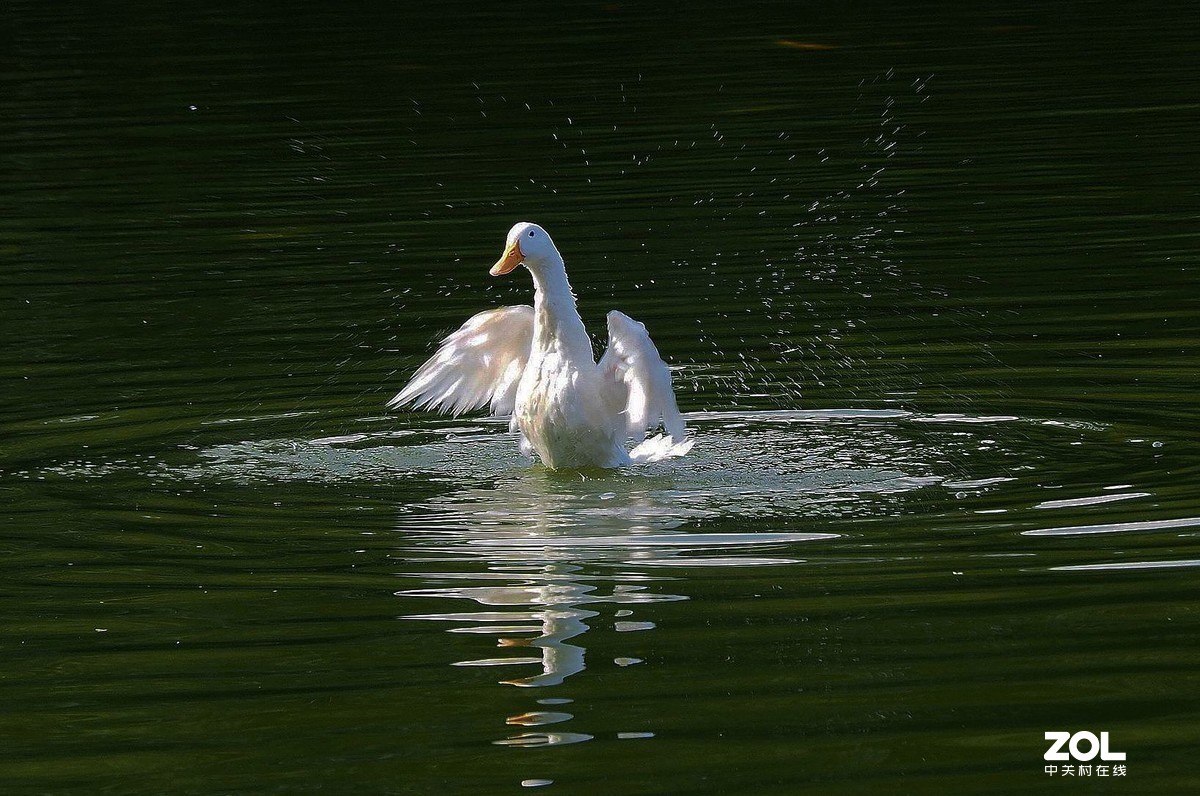 紫马嶺公园——鸭鱼和谐