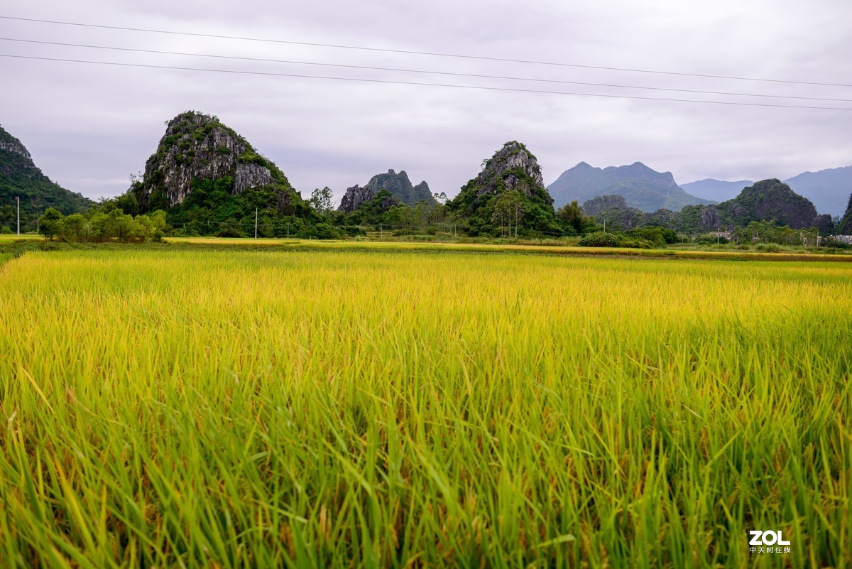 稻子熟了阳江阳春马兰