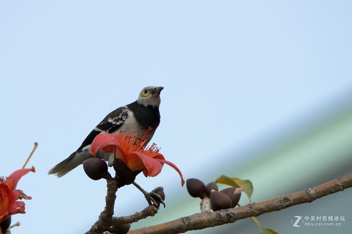 佳能5DMarkII星空(中国)2019年第1季度部分优秀作品汇编