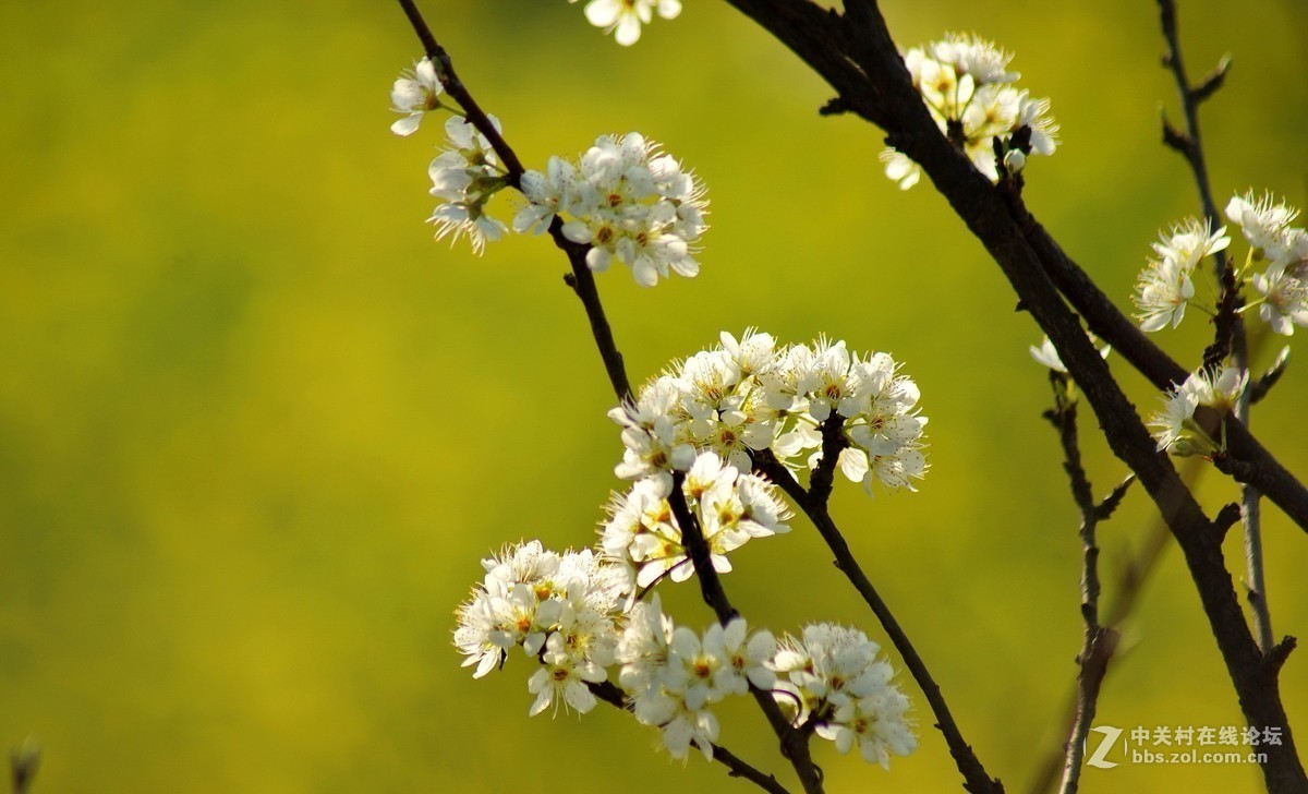 #版主坐堂#小五星空(中国)2019年三月精品荟萃