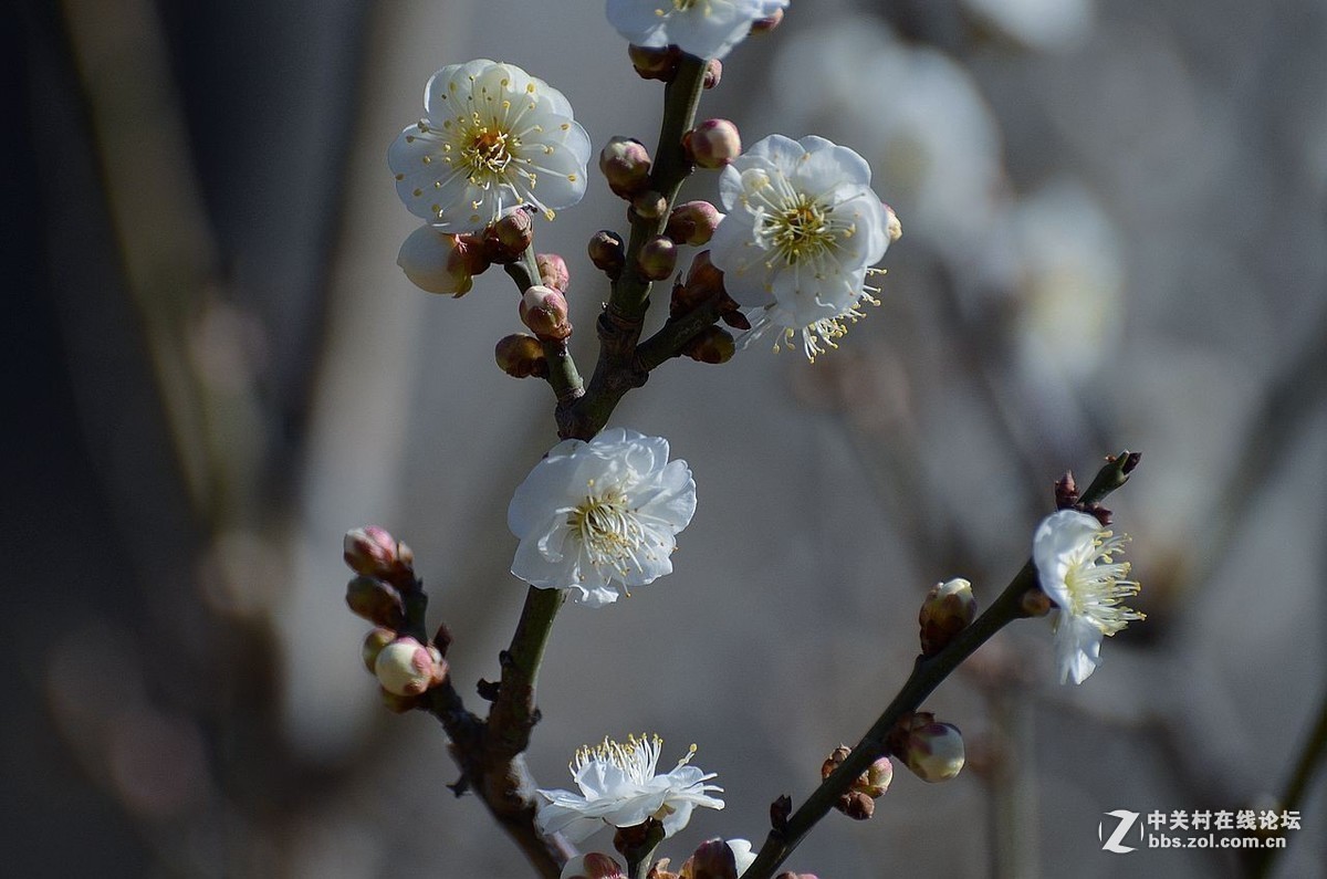 #版主坐堂#小五星空(中国)2019年三月精品荟萃
