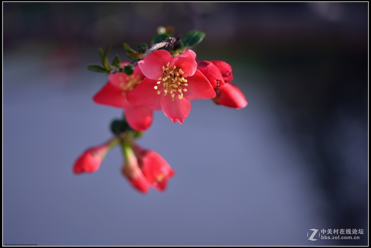 相约三月（百微）