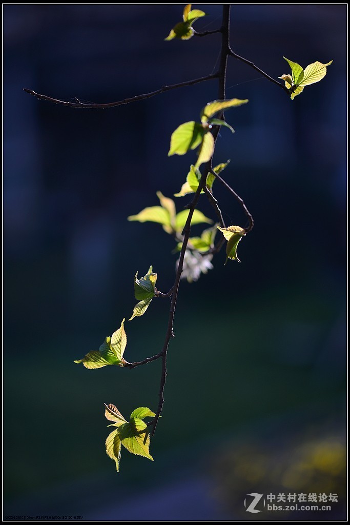 相约三月（百微）