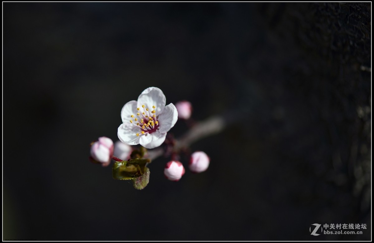 相约三月（百微）