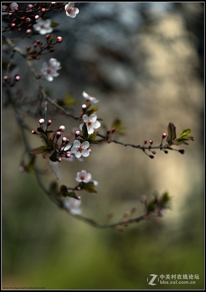 相约三月（百微）