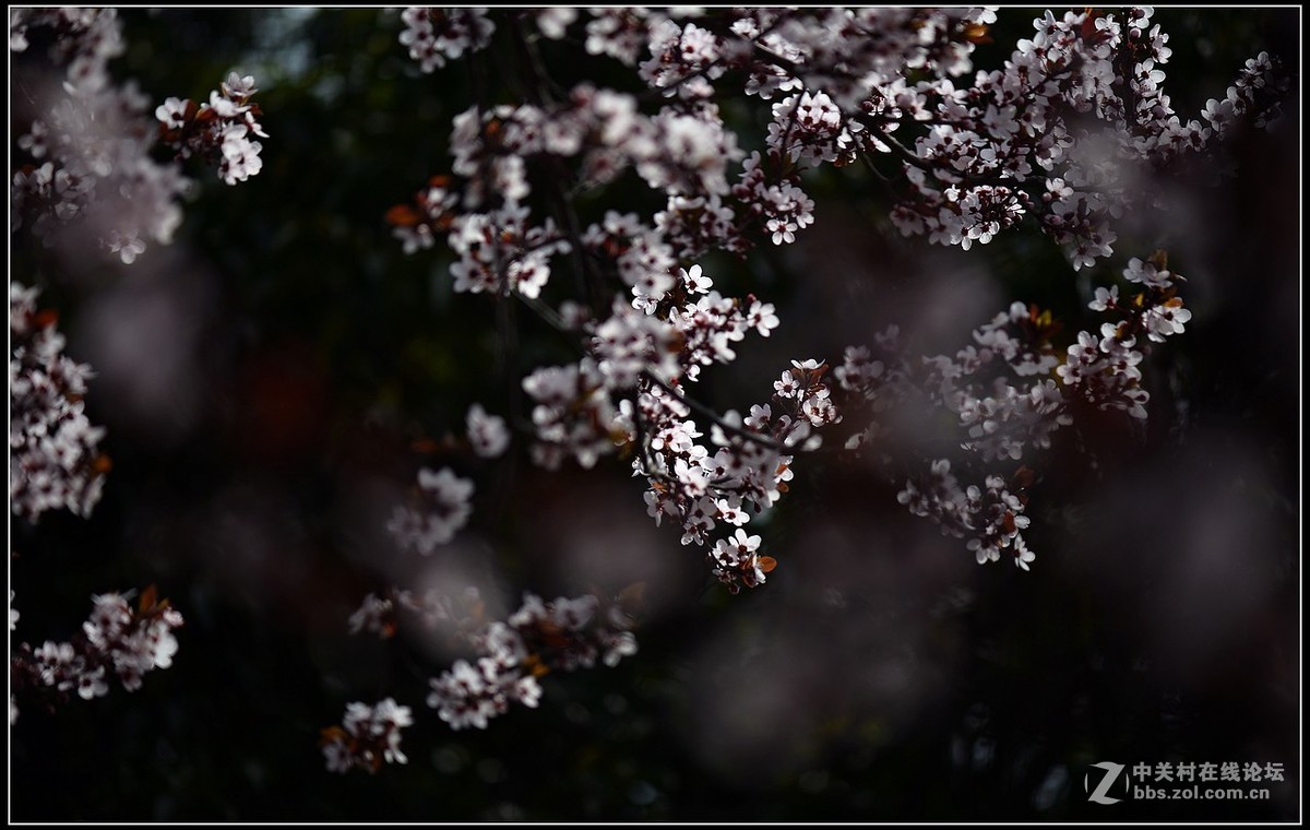 相约三月（百微）