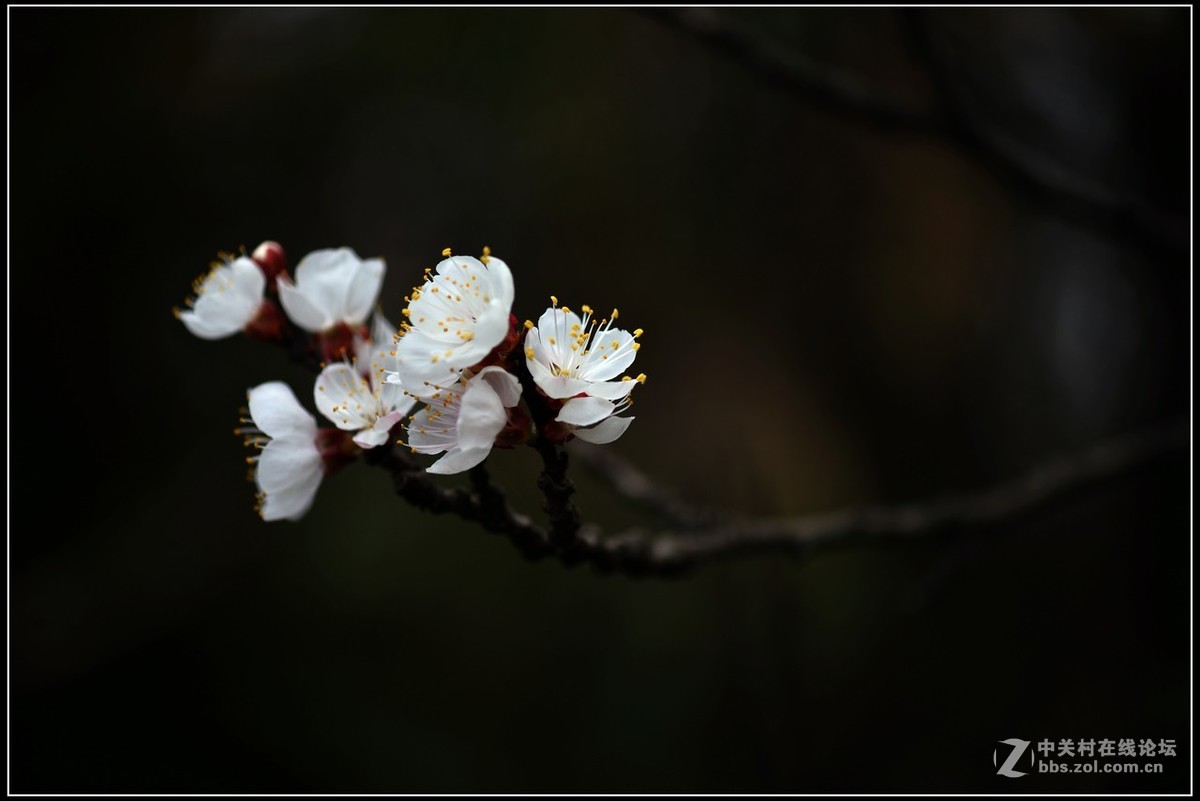 相约三月（百微）