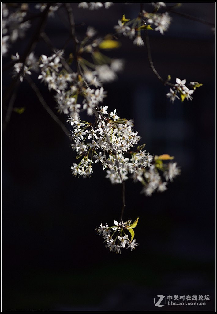 相约三月（百微）