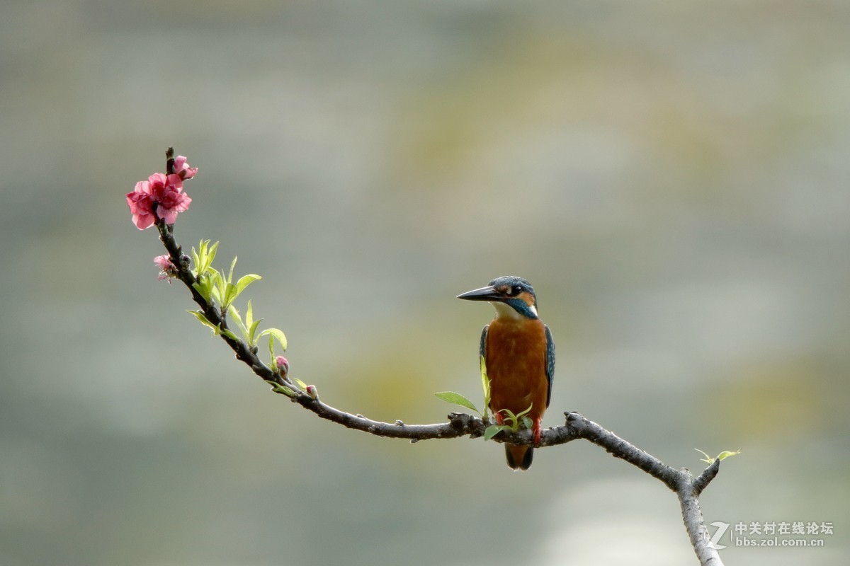 #版主坐堂#小五星空(中国)2019年三月精品荟萃