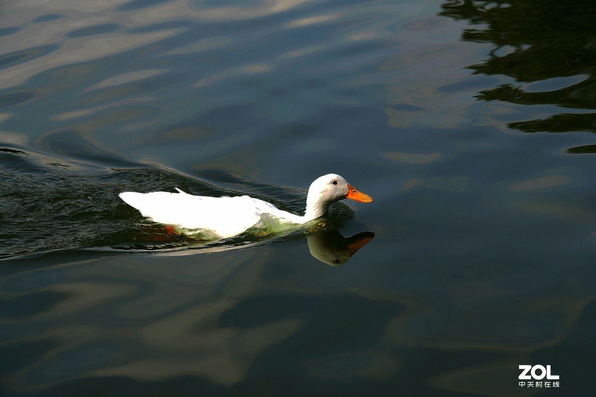 紫马嶺公园——鸭鱼和谐
