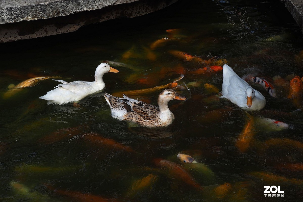紫马嶺公园——鸭鱼和谐