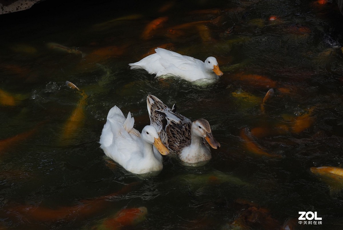 紫马嶺公园——鸭鱼和谐