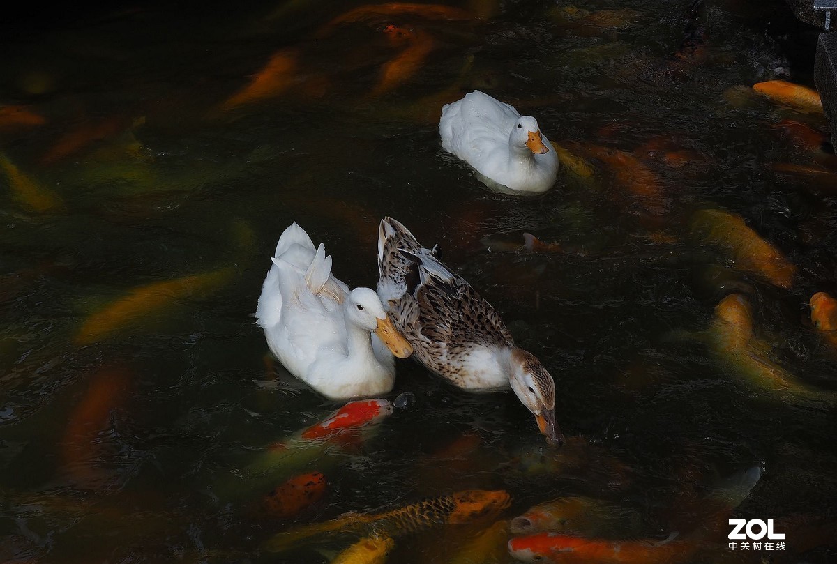 紫马嶺公园——鸭鱼和谐