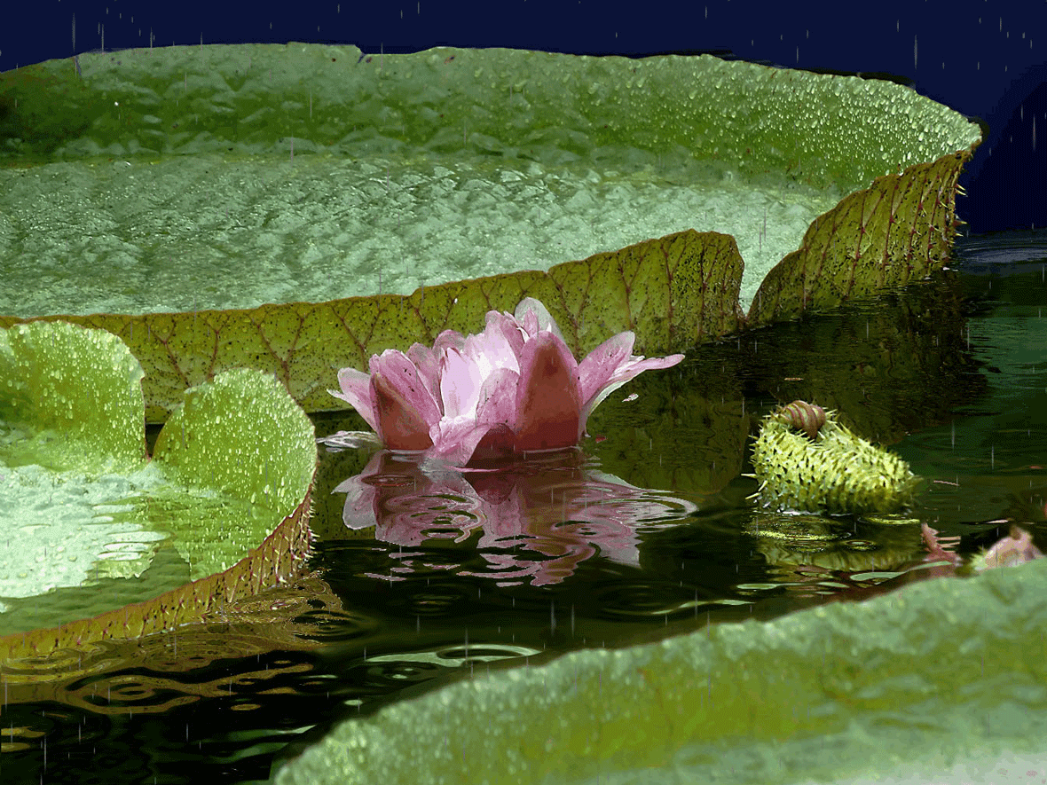 夏雨风荷寻觅风雨中的味道gif动画一组