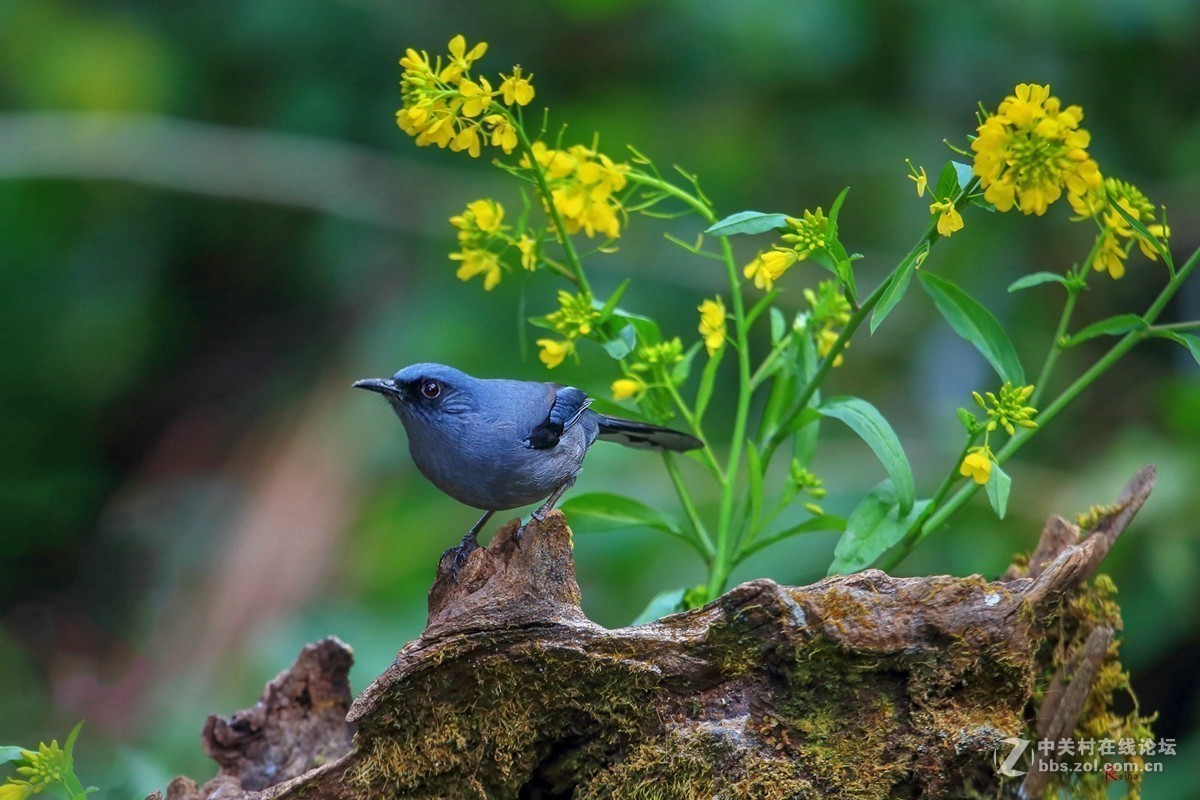 佳能5DMarkII星空(中国)2019年第1季度部分优秀作品汇编