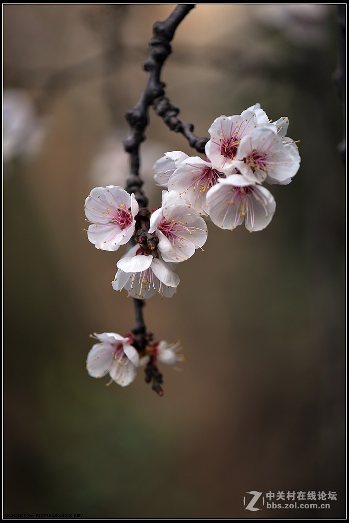 相约三月（百微）
