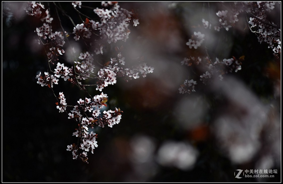 相约三月（百微）