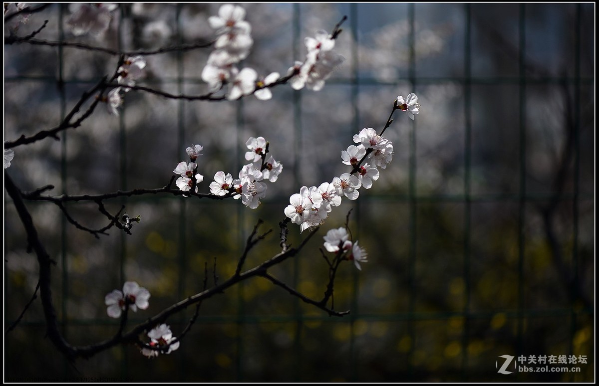 相约三月（百微）