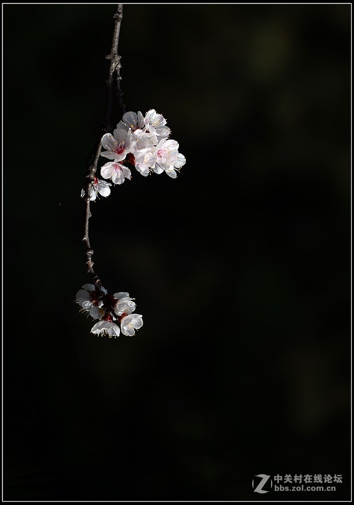 相约三月（百微）