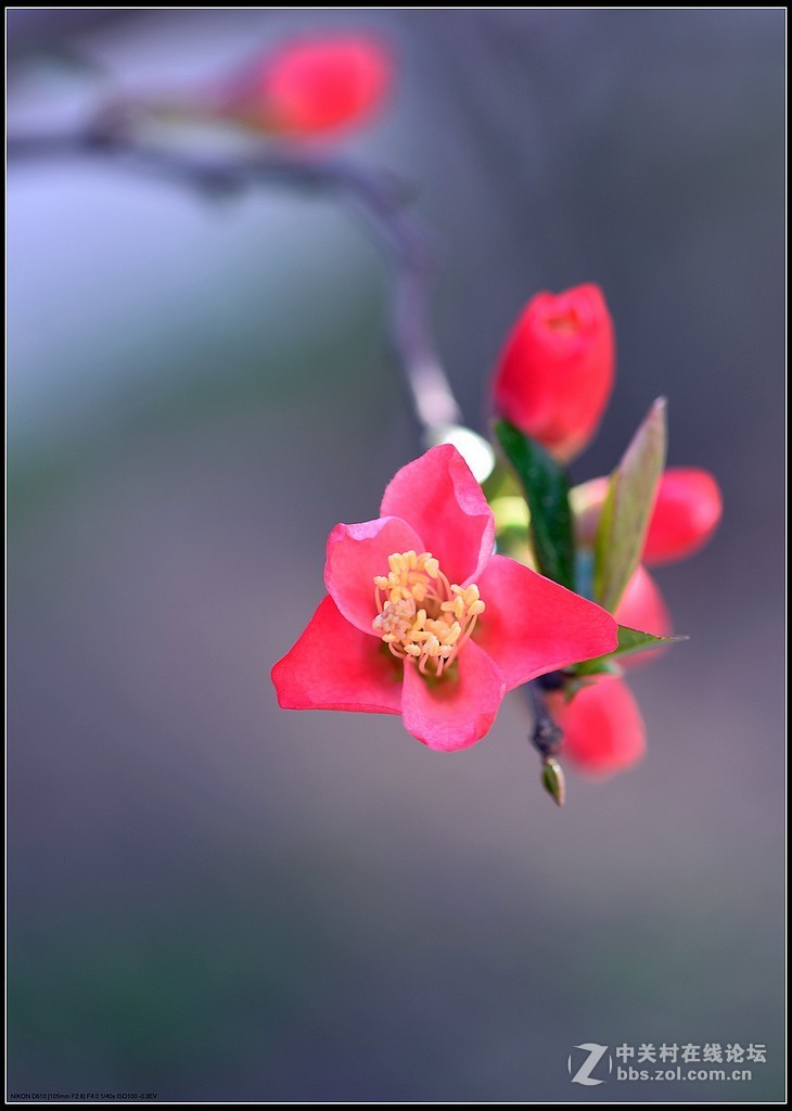 相约三月（百微）