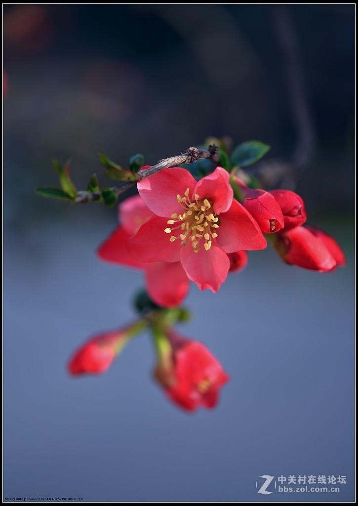 相约三月（百微）