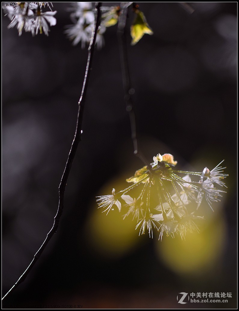 相约三月（百微）