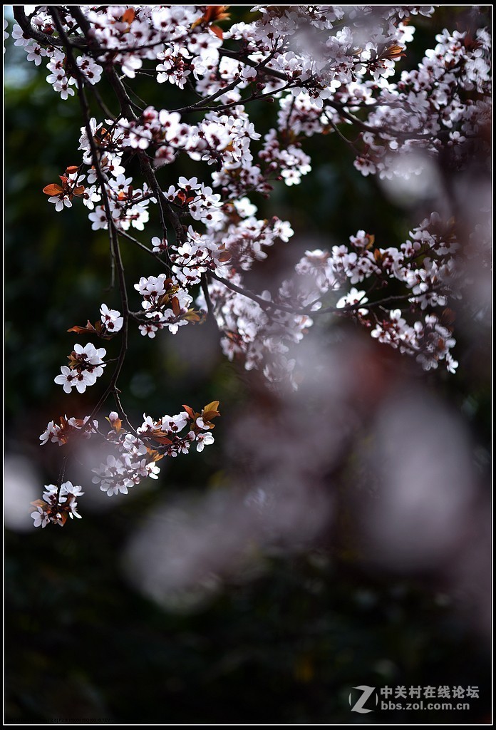 相约三月（百微）