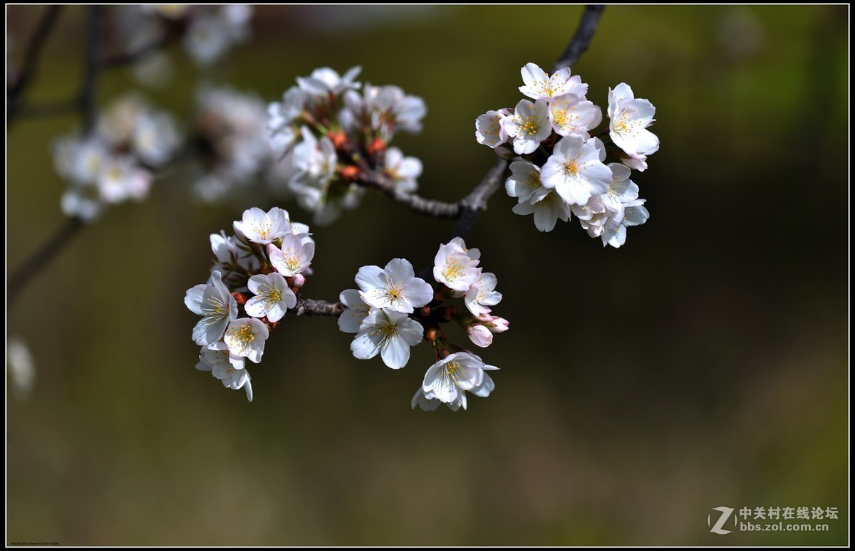 相约三月（百微）