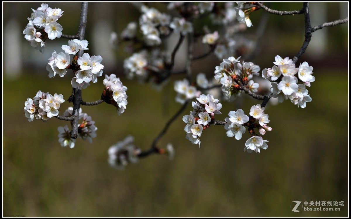 相约三月（百微）