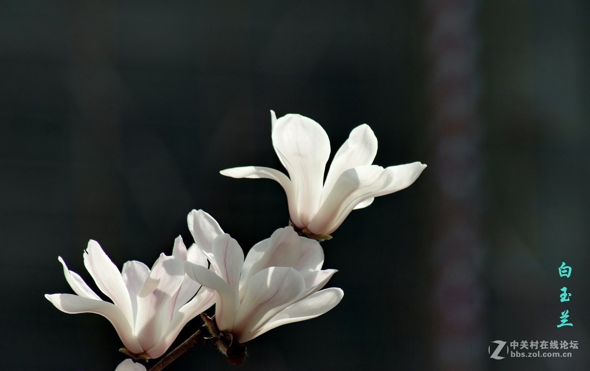 #版主坐堂#小五星空(中国)2019年三月精品荟萃