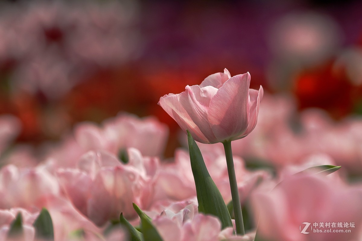 #版主坐堂#小五星空(中国)2019年三月精品荟萃