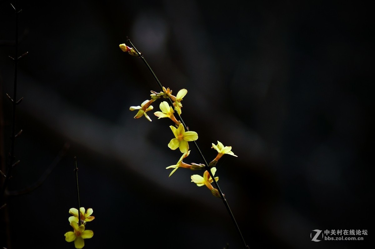 #版主坐堂#小五星空(中国)2019年三月精品荟萃