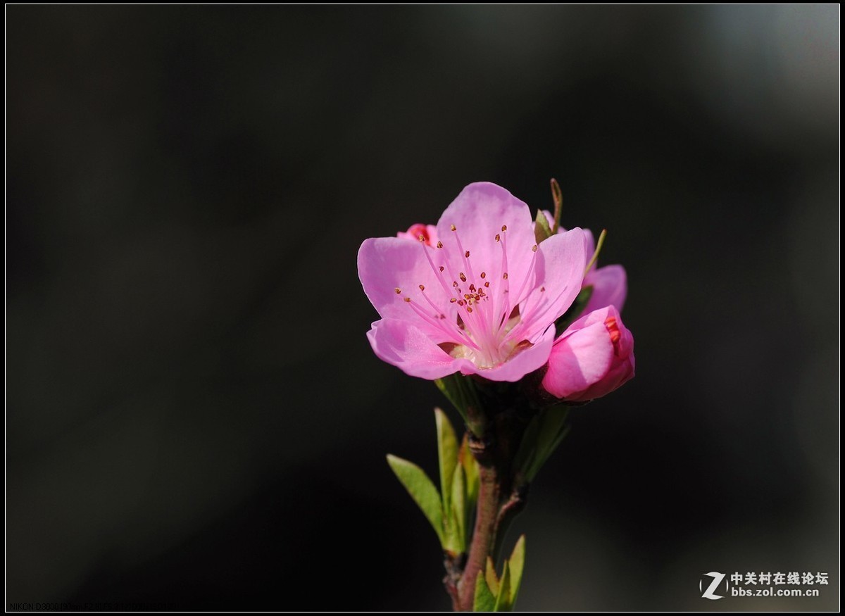 #版主坐堂#小五星空(中国)2019年三月精品荟萃