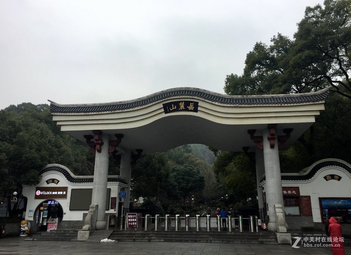 三夏梅枝忆寒冬