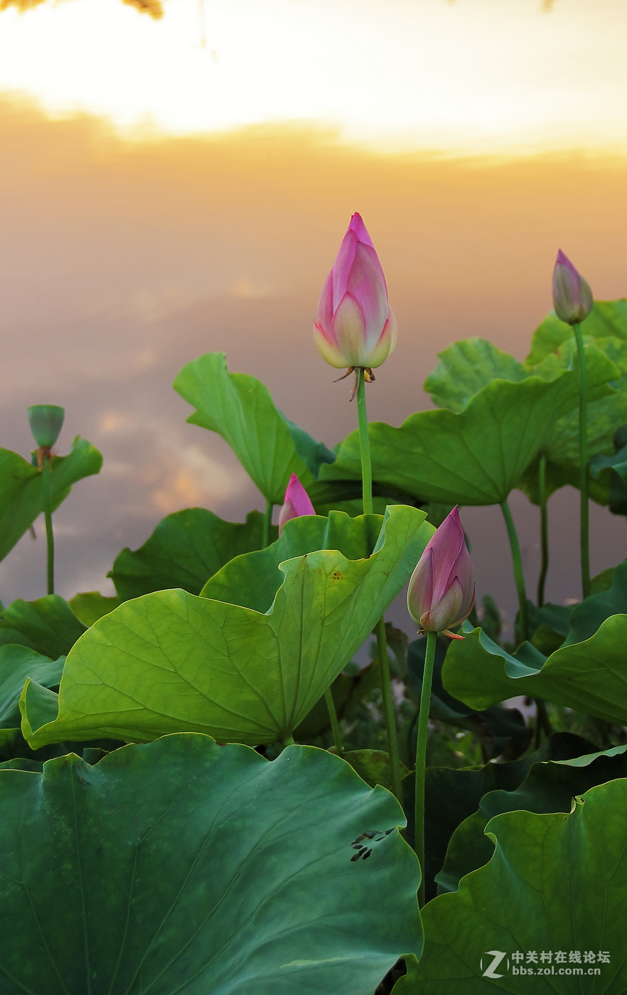 夕阳下的荷花2。