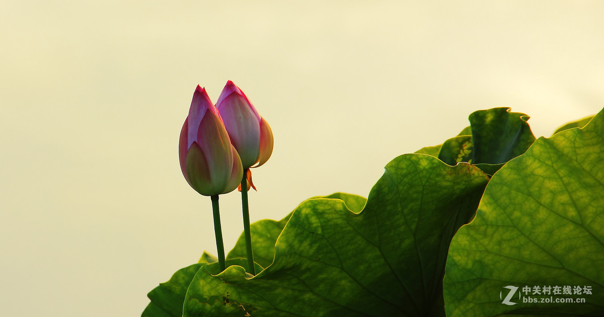 夕阳下的荷花2。