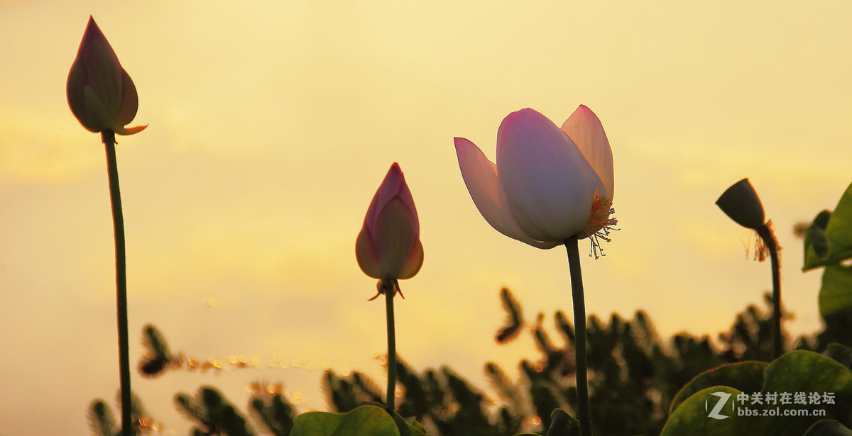 夕阳下的荷花2。