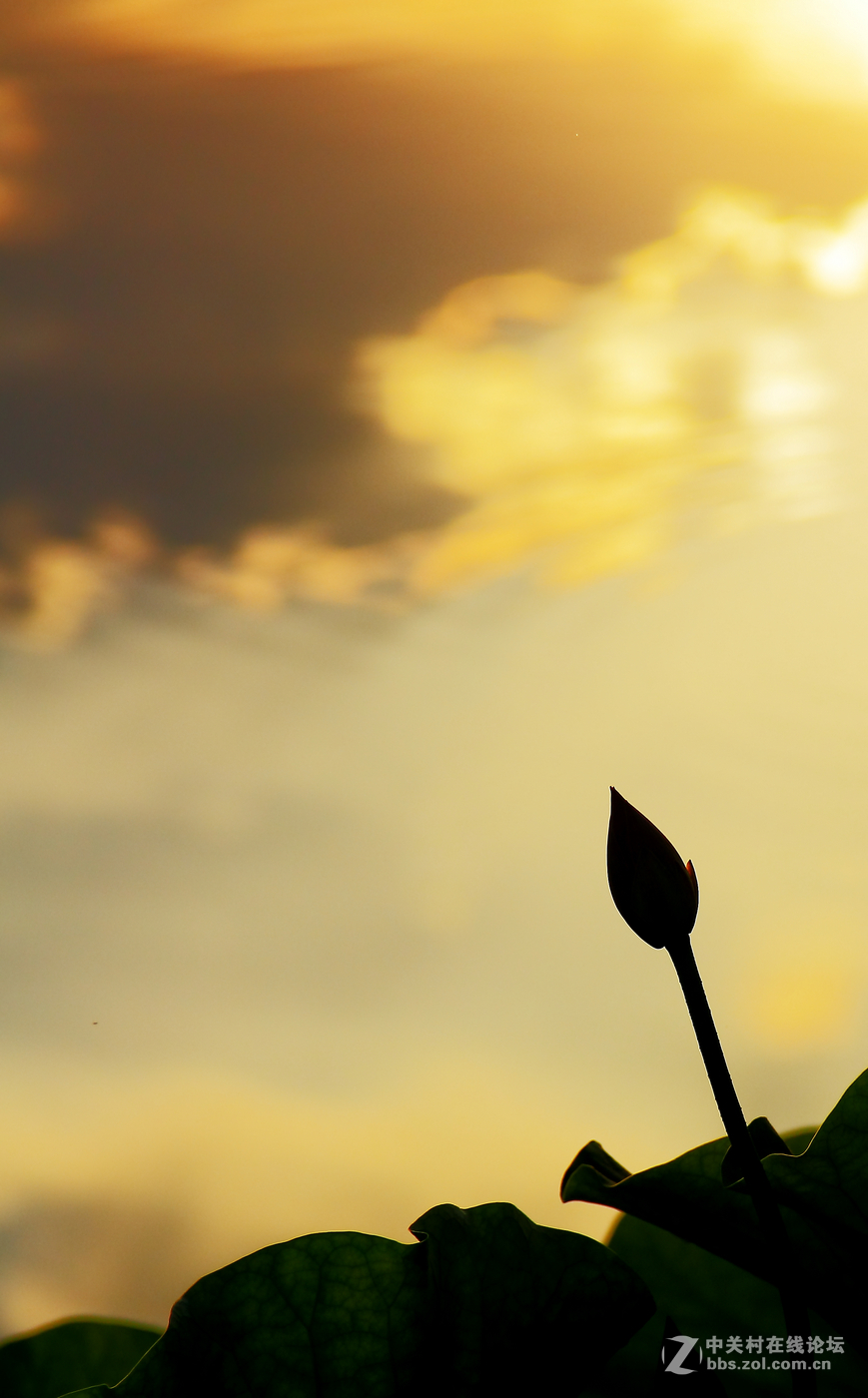 夕阳下的荷花2。