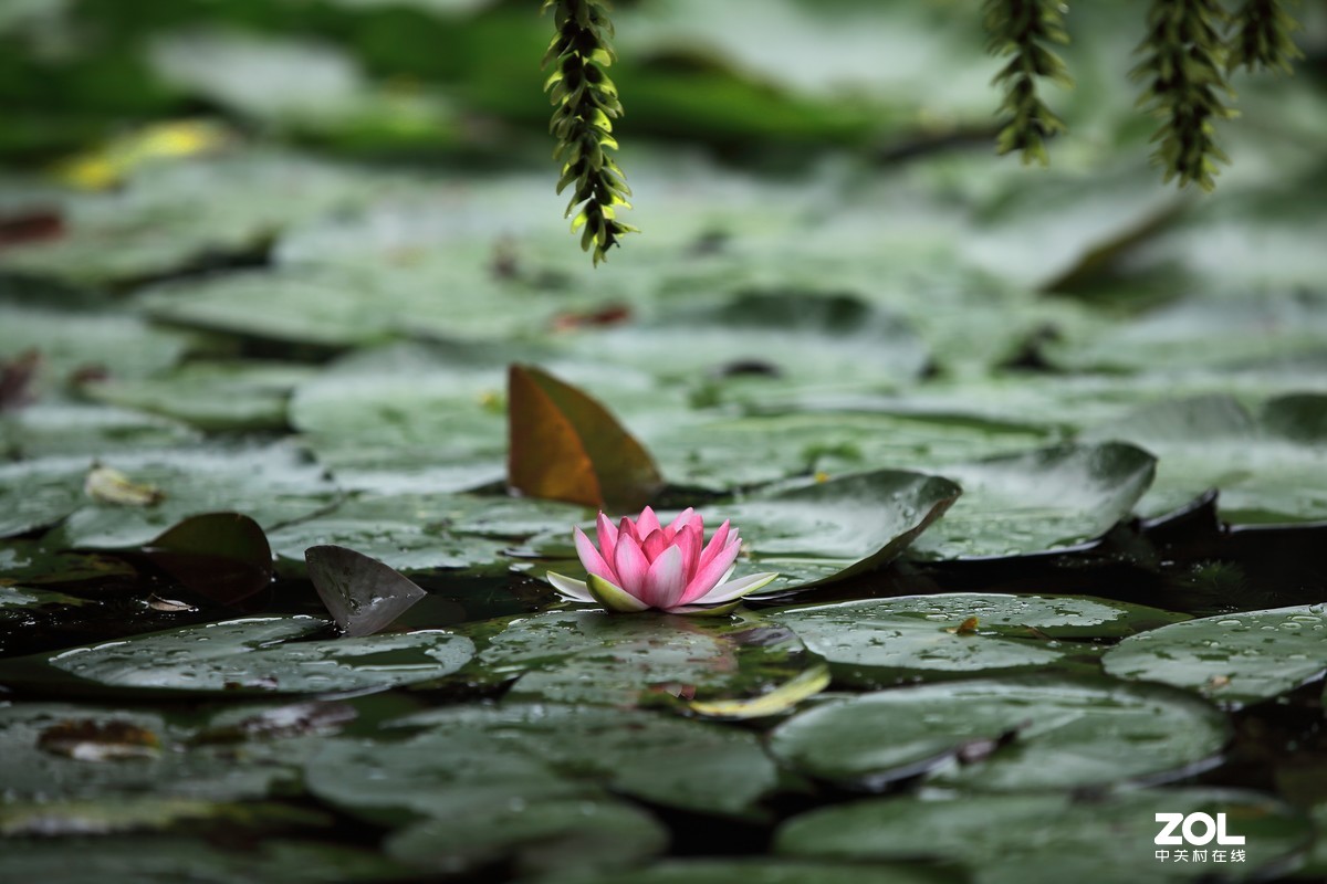闲魚的5D2继续试片～